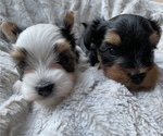 Small Photo #1 Morkie Puppy For Sale in COLUMBIA, SC, USA