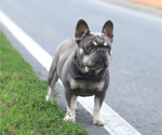 Small Photo #10 French Bulldog Puppy For Sale in GREENPORT, NY, USA