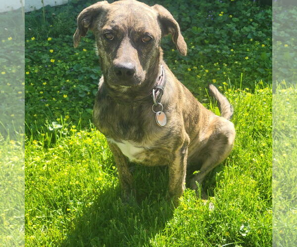 Medium Photo #2 American Bulldog-Bloodhound Mix Puppy For Sale in Mechanicsburg, PA, USA
