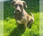 Small #1 American Bulldog-Bloodhound Mix