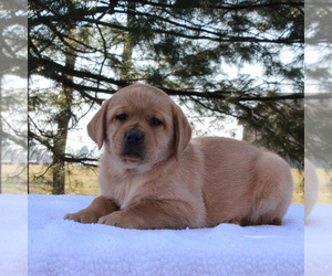 Labrador Retriever Puppy for sale in MYERSTOWN, PA, USA