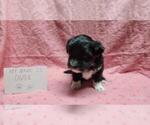 Small #6 Maltipoo