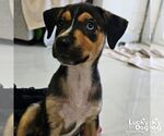 Small #1 Australian Shepherd Mix