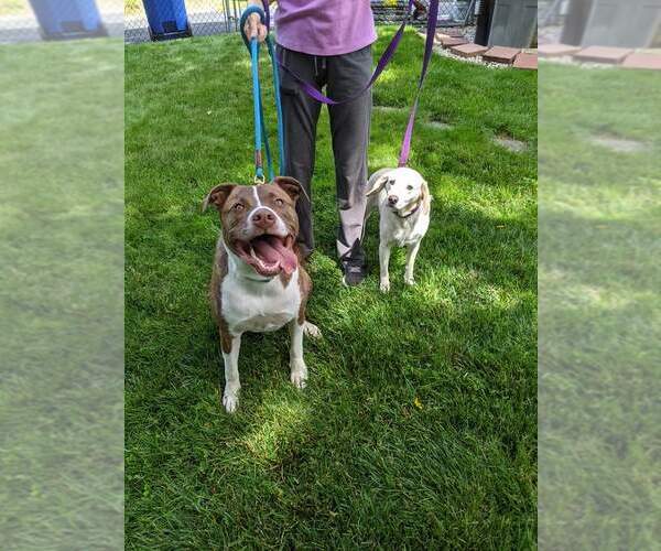 Medium Photo #30 Mutt Puppy For Sale in Woodbury, NY, USA