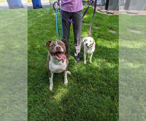FERGAL aka RAMBO - Male Mutt Dog for Adoption - Photo #30