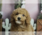 Puppy Yodi AKC Poodle (Miniature)