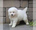 Small Photo #3 Samoyed Puppy For Sale in LEOLA, PA, USA