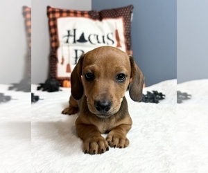 Dachshund Puppy for sale in GREENWOOD, IN, USA