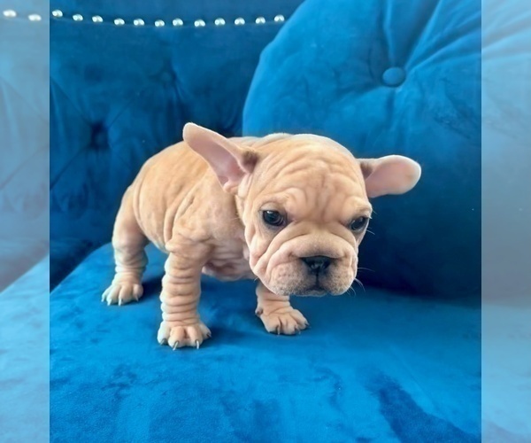 Medium Photo #7 French Bulldog Puppy For Sale in TAMPA, FL, USA
