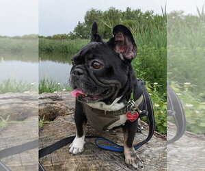 Weezer - Male French Bulldog Dog for Adoption - Photo #14