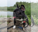 Small #13 French Bulldog