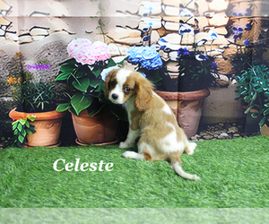 Cavalier King Charles Spaniel Puppy for sale in CHANUTE, KS, USA