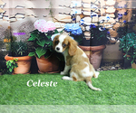 Small Cavalier King Charles Spaniel