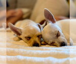 Small #4 Chihuahua Mix