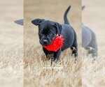 Small Photo #4 Labrador Retriever-Plott Hound Mix Puppy For Sale in McKinney, TX, USA