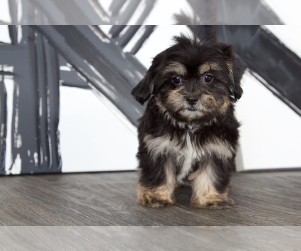 Medium Photo #1 Shorkie Tzu Puppy For Sale in BEL AIR, MD, USA