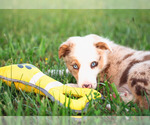 Small Photo #1 Border Collie Puppy For Sale in STRAFFORD, MO, USA