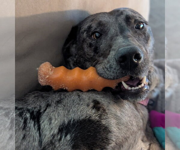 Medium Photo #3 Catahoula Leopard Dog-Unknown Mix Puppy For Sale in Fargo, ND, USA