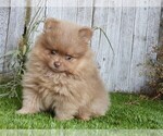 Small #19 Pomeranian