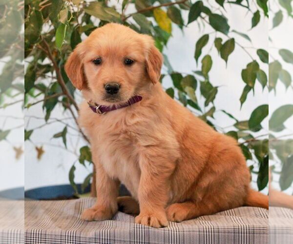 Medium Photo #4 Golden Retriever Puppy For Sale in LITITZ, PA, USA