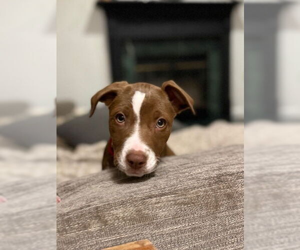 Medium Photo #3 American Pit Bull Terrier-Labrador Retriever Mix Puppy For Sale in Brewster, NY, USA