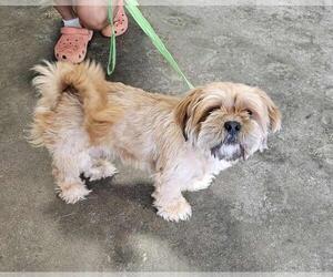 Shih Apso Dogs for adoption in Rockwall, TX, USA