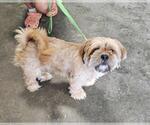 Small Shih Apso