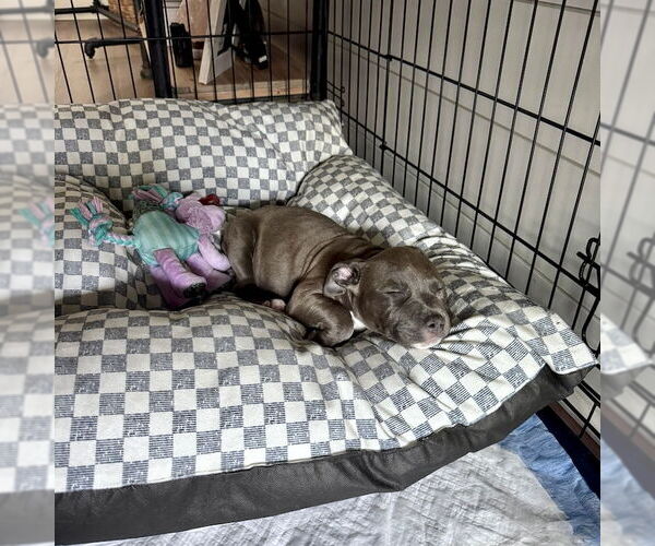 Medium Photo #7 Mutt Puppy For Sale in San Juan Capistrano, CA, USA