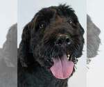 Small Poodle (Standard)-Retriever  Mix