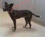 Small American Pit Bull Terrier Mix
