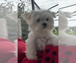 Small #1 Maltese