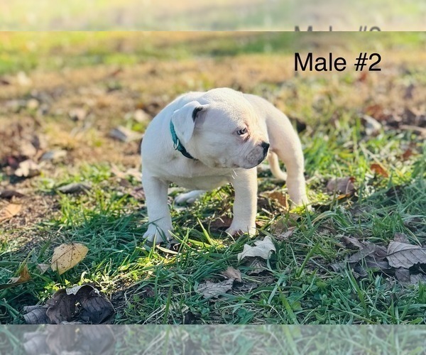 Medium Photo #6 American Bulldog Puppy For Sale in COLUMBIA, KY, USA