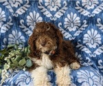 Small Photo #6 Bernedoodle (Miniature) Puppy For Sale in OXFORD, PA, USA