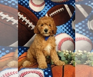 Goldendoodle (Miniature) Puppy for sale in DELTA, PA, USA