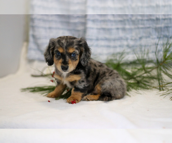 Medium Photo #3 Dachshund Puppy For Sale in GOSHEN, IN, USA