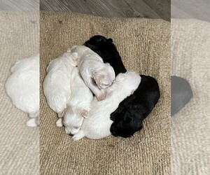 Schnauzer (Miniature) Puppy for Sale in PARSONS, Tennessee USA