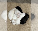 Image preview for Ad Listing. Nickname: Litter of 5