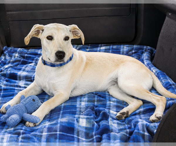 Medium Photo #4 Labrador Retriever-Unknown Mix Puppy For Sale in Mt. Laurel, NJ, USA