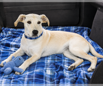Small #3 Labrador Retriever Mix