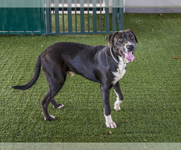 Medium Photo #2 American Pit Bull Terrier-Labrador Retriever Mix Puppy For Sale in Pasadena, CA, USA