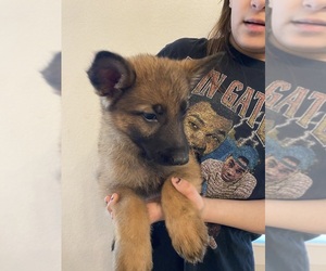 German Shepherd Dog Puppy for sale in ELGIN, TX, USA