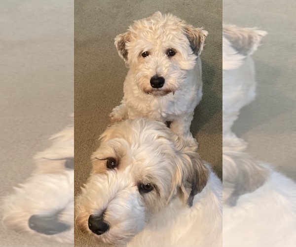 Medium Photo #1 Shih Tzu-Unknown Mix Puppy For Sale in IBERIA, MO, USA