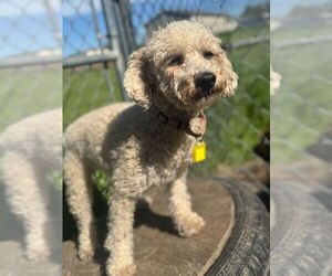 Cavapoo Dogs for adoption in Mukwonago, WI, USA