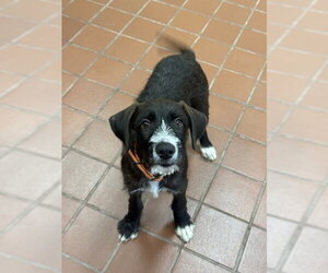Labrador Retriever-Unknown Mix Dogs for adoption in Jefferson, NJ, USA