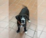 Small Labrador Retriever Mix