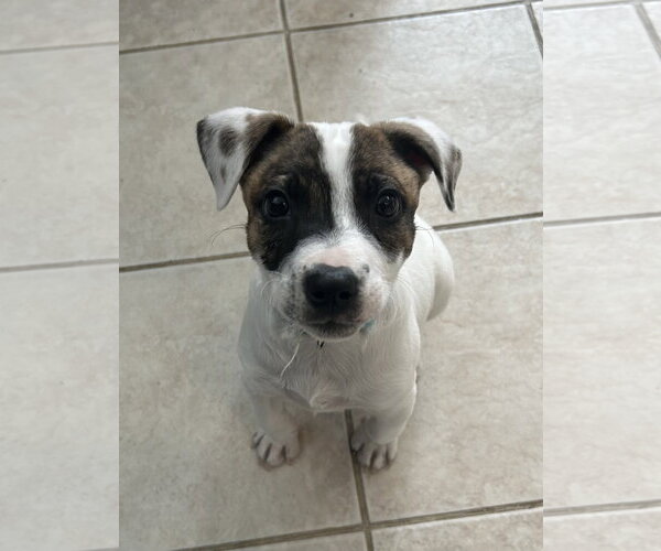 Medium Photo #7 Australian Shepherd-Unknown Mix Puppy For Sale in Stephens City, VA, USA