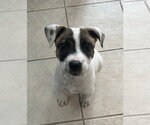 Small #6 Australian Shepherd Mix