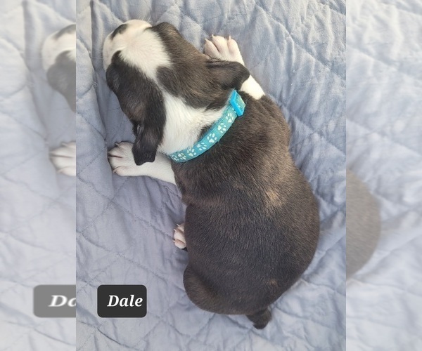 Medium Photo #6 Boston Terrier Puppy For Sale in POMEROY, OH, USA