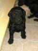 Small Photo #14 Goldendoodle Puppy For Sale in FREDERICKSBURG, VA, USA