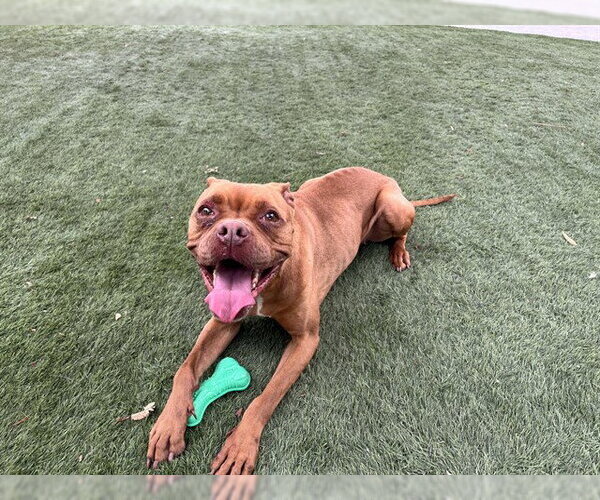 Medium Photo #1 Boxer-Unknown Mix Puppy For Sale in Corona, CA, USA